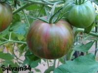 Tomate harvard square op-1.jpg