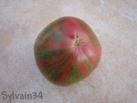 Tomate harvard square op-2.jpg