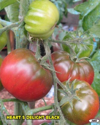 Tomate heart s delight black.jpg