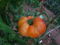 Tomate hess-1.jpg