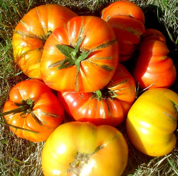 Fichier:Tomate hillbilly (pl) potato leaf.jpg