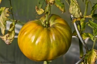 Tomate homer fike s yellow oxheart-2.jpg