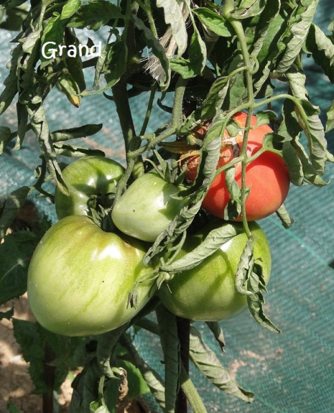 Fichier:Tomate honey.jpg