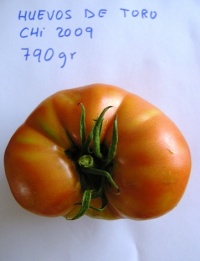 Tomate huevos de toro.jpg