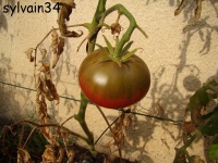 Tomate hugh s black-2.jpg