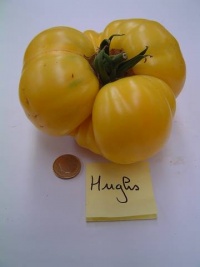 Tomate hugh s op.jpg
