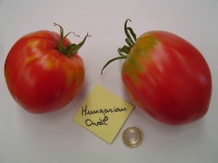 Tomate hungarian oval.jpg