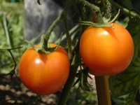 Tomate ida gold-1.jpg