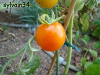 Tomate ida gold-2.jpg