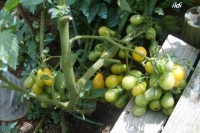 Tomate ildi-2.jpg