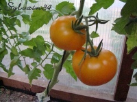 Tomate ilya muromets.jpg