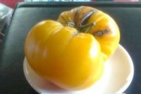 Tomate improved colossal yellow op.jpg