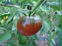 Tomate indian dark violet beefsteak-1.jpg