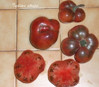 Tomate indian stripe.jpg