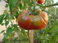 Tomate indische fleische-1.jpg