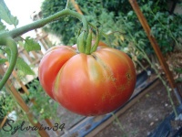 Tomate isbell s golden colossal-1.jpg