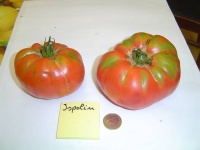 Tomate ispolin-2.jpg
