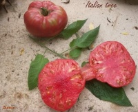 Tomate italian tree.jpg