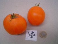 Tomate jaffa-1.jpg
