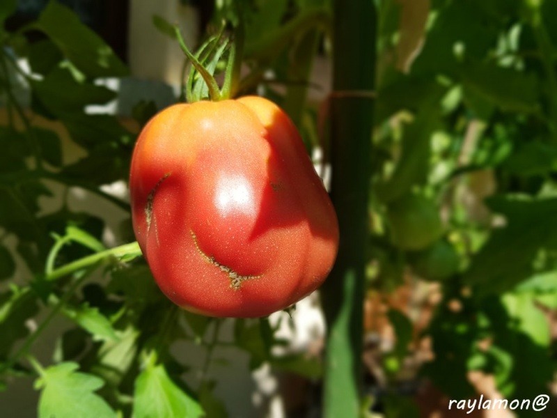 Fichier:Tomate jahmato banana pear-1.jpg