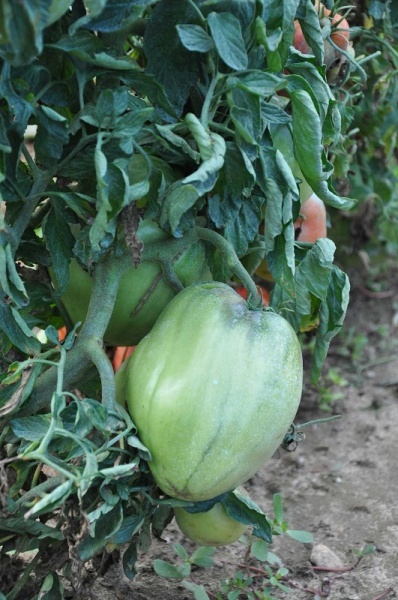 Fichier:Tomate jc47.JPG