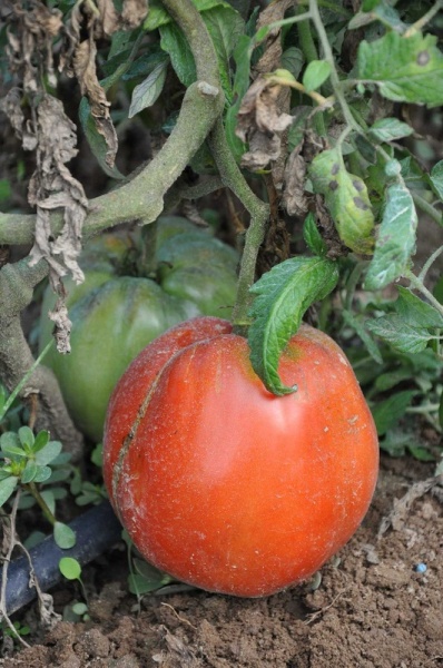 Fichier:Tomate jc47 2.JPG