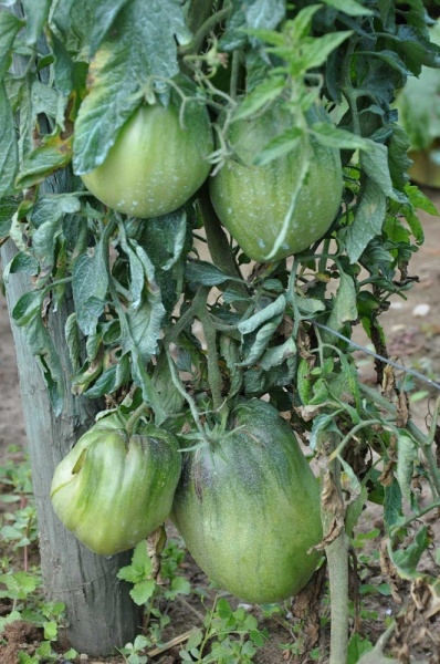 Fichier:Tomate jc47 3.JPG