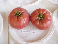 Tomate jerry s german giant.jpg