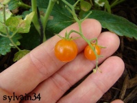 Tomate johannis beere jaune op.jpg