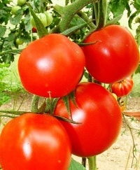 Tomate jonas bozicou-1.jpg
