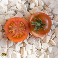Tomate joyau d idaho-2.jpg