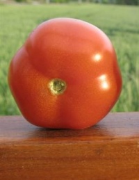 Tomate joyau d idaho.jpg