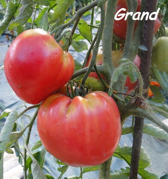 Fichier:Tomate kardinal.jpg