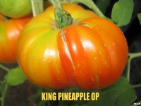 Tomate king pineapple op-1.jpg