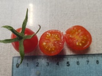 Tomate koralik-2.jpg