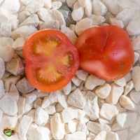 Tomate kotlas-1.jpg