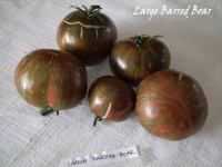 Tomate large barred boar-2.jpg