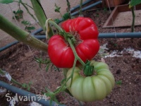 Tomate large pink bulgarian.jpg