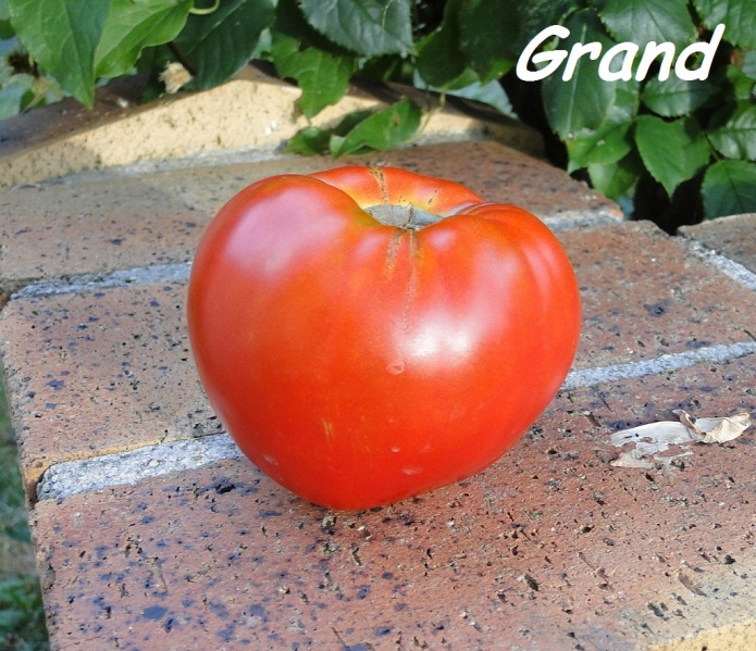 Fichier:Tomate lescana heart.jpg