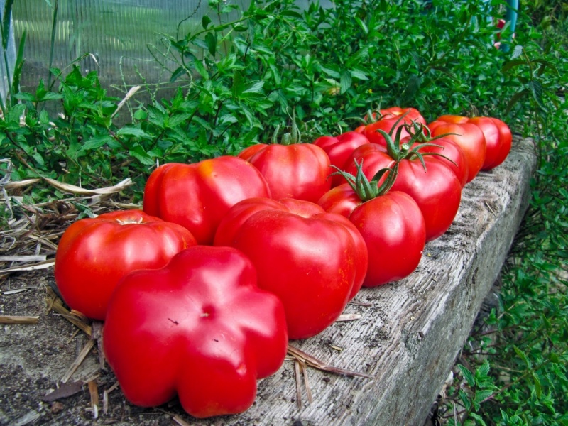 Fichier:Tomate liberty bell.jpg