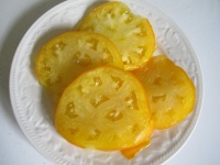 Tomate lillian yellow-2.jpg