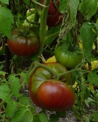 Tomate little black-1.jpg