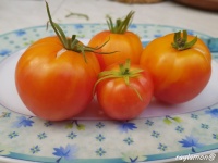 Tomate little lucky heart-1.jpg