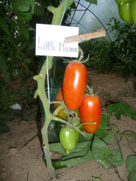 Fichier:Tomate little mama.jpg