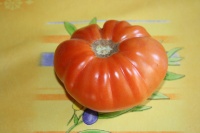 Tomate lucky cross.jpg