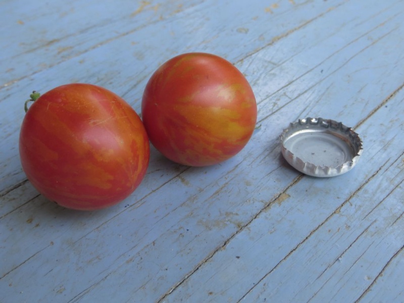 Fichier:Tomate lycopersicon melanocarpa-1.jpg