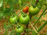 Tomate lycopersicon melanocarpa.jpg