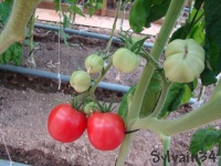 Tomate malinowy ozarowski.jpg