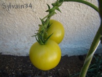 Tomate manyel-1.jpg