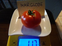 Tomate marglobe-1.jpg